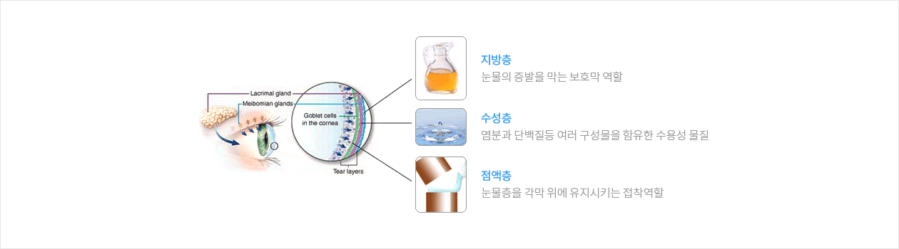 눈물기관